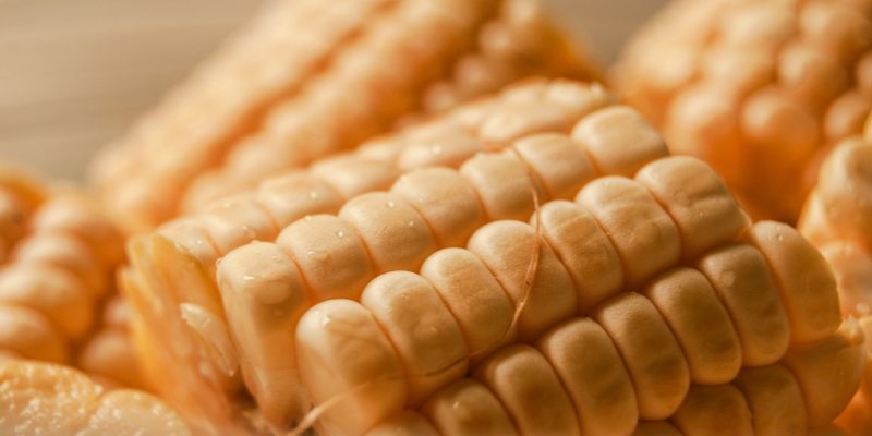 Corn Allergy | NY Allergy & Sinus Centers