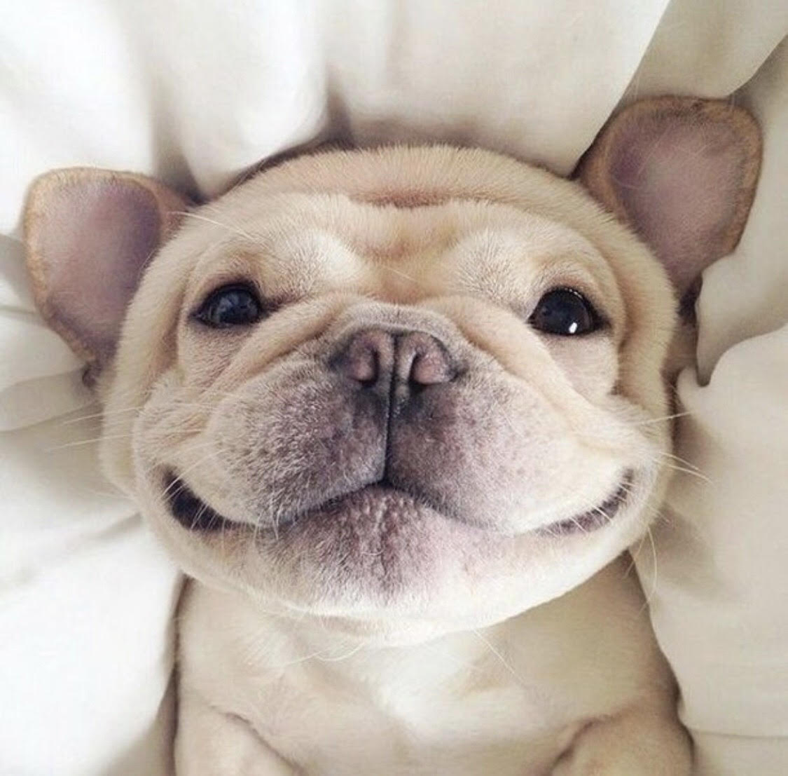 Puppy smiling