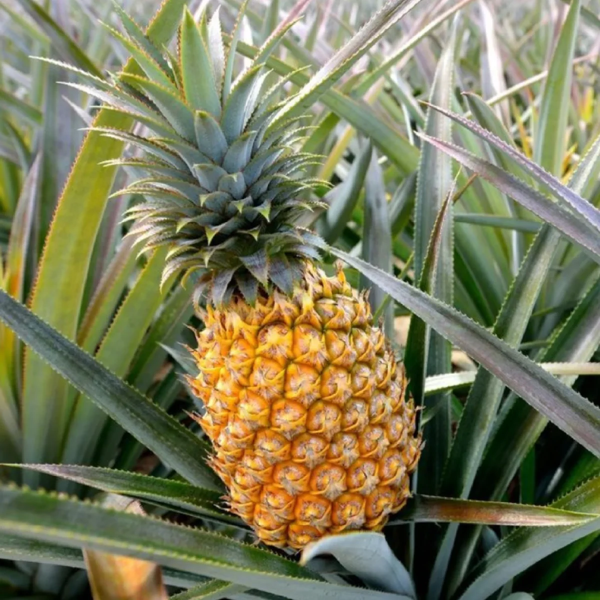 pine apple images
